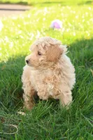 Trent, a male Poodle - Toy  for sale in Lebanon, PA – 4 of 9
