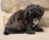Sam, a male Shihpoo for sale in Lebanon, PA – 2 of 8
