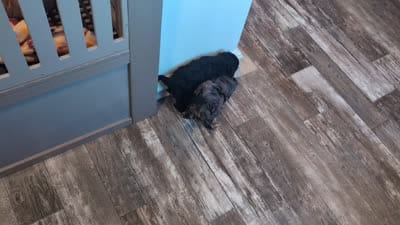 Colton, a male Cavalier King Charles Spaniel and Poodle - Toy  for sale in Lebanon, PA – 9 of 9
