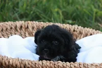 Hanson, a male Havapoo for sale in Lebanon, PA – 6 of 7