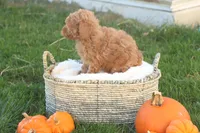 Taya, a female Poodle - Toy  for sale in Lebanon, PA – 4 of 8