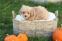 Tory, a female Poodle - Toy  for sale in Lebanon, PA – 2 of 7