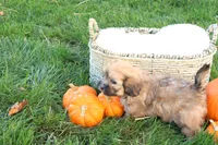 Selena, a female Shih Tzu and Poodle - Toy  for sale in Lebanon, PA – 4 of 9