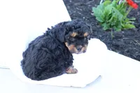 Heidi, a female Havapoo for sale in Lebanon, PA – 7 of 10