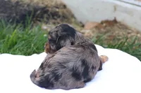 Chloe, a female Cavapoo for sale in Lebanon, PA – 9 of 10