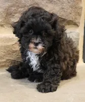 Sam, a male Shihpoo for sale in Lebanon, PA – 6 of 8