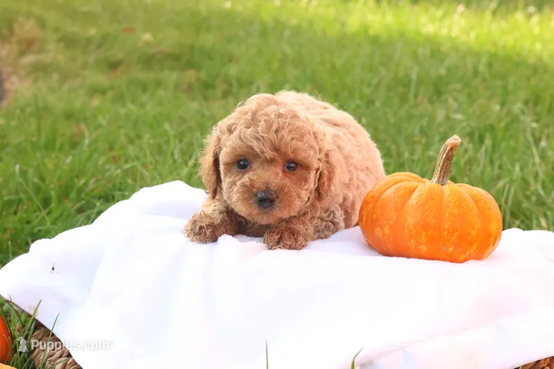 Tasha – Poodle - Toy  puppy for sale in Lebanon, PA