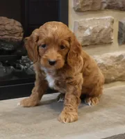 Christi, a female Cockapoo for sale in Lebanon, PA – 2 of 6