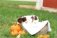 Janson, a male Jack Russell Terrier and Poodle - Toy  for sale in Lebanon, PA – 3 of 6