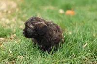 Sheldon, a male Shihpoo for sale in Lebanon, PA – 7 of 9