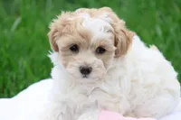 Hannah  (6-10lbs fullgrown), a female Havapoo for sale in Lebanon, PA – 7 of 9