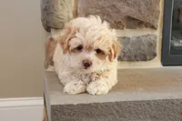 Sarah, a female Shihpoo for sale in Lebanon, PA – 8 of 10