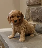 Chris, a male Cockapoo for sale in Lebanon, PA – 7 of 8