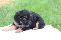 Casey, a female Cavapoo for sale in Lebanon, PA – 6 of 10