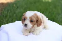 Cody, a male Cavapoo for sale in Lebanon, PA – 8 of 8