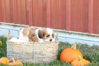 Spencer, a male Shih Tzu and Poodle - Toy  for sale in Lebanon, PA – 6 of 10