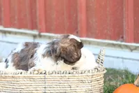 Scott, a male Shih Tzu and Poodle - Toy  for sale in Lebanon, PA – 2 of 9