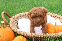 Tanner, a male Poodle - Toy  for sale in Lebanon, PA – 2 of 9