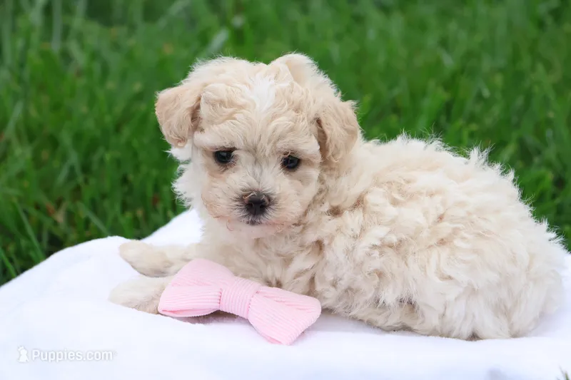 Megan – Maltipoo puppy for sale in Lebanon, PA