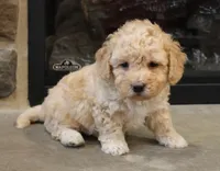 Brent, a male Bichpoo for sale in Lebanon, PA – 4 of 5