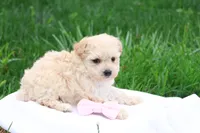 Melody, a female Maltipoo for sale in Lebanon, PA – 9 of 10