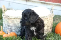 Colton, a male Cavalier King Charles Spaniel and Poodle - Toy  for sale in Lebanon, PA – 7 of 9