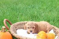Timber, a male Poodle - Toy  for sale in Lebanon, PA – 3 of 9