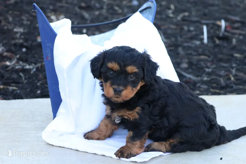 Hellen – Havapoo puppy for sale in Lebanon, PA