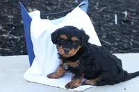 Hellen, a female Havapoo for sale in Lebanon, PA – 1 of 9