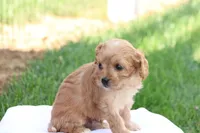 Curtis, a male Cavapoo for sale in Lebanon, PA – 6 of 9
