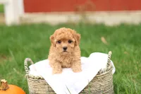 Haven, a female Havapoo for sale in Lebanon, PA – 1 of 10