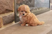 Sabrina, a female Shihpoo for sale in Lebanon, PA – 7 of 10