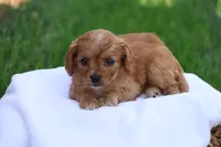 Christa, a female Cavapoo for sale in Lebanon, PA – 1 of 10