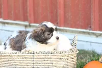 Scott, a male Shih Tzu and Poodle - Toy  for sale in Lebanon, PA – 3 of 9
