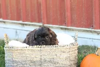 Serenity, a female Shih Tzu and Poodle - Toy  for sale in Lebanon, PA – 6 of 9