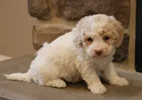 Brenda, a female Bichpoo for sale in Lebanon, PA – 5 of 7