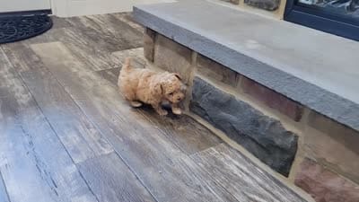 Mel, a male Maltipoo for sale in Lebanon, PA – 9 of 9