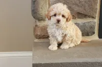 Sarah, a female Shihpoo for sale in Lebanon, PA – 9 of 10