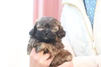 Stan, a male Shih Tzu and Poodle - Toy  for sale in Lebanon, PA – 4 of 9