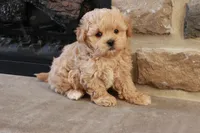Stephen, a male Shihpoo for sale in Lebanon, PA – 9 of 10