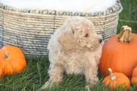 Teddy, a male Poodle - Toy  for sale in Lebanon, PA – 3 of 8
