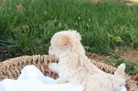 Hannah, a female Havapoo for sale in Lebanon, PA – 5 of 6
