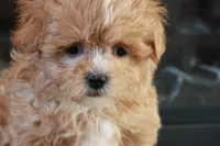 Sabrina, a female Shihpoo for sale in Lebanon, PA – 4 of 10