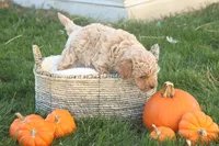 Toby, a male Poodle - Toy  for sale in Lebanon, PA – 7 of 9