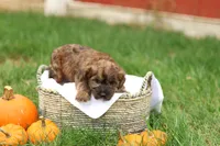 Jennica, a female Jack Russell Terrier and Poodle - Toy  for sale in Lebanon, PA – 5 of 10