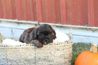 Serenity, a female Shih Tzu and Poodle - Toy  for sale in Lebanon, PA – 3 of 9