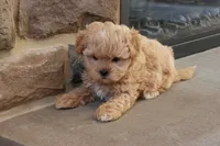 Stephen, a male Shihpoo for sale in Lebanon, PA – 10 of 10