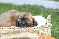 Seth, a male Shih Tzu and Poodle - Toy  for sale in Lebanon, PA – 5 of 9