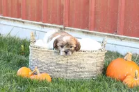 Sage, a female Shih Tzu and Poodle - Toy  for sale in Lebanon, PA – 8 of 9