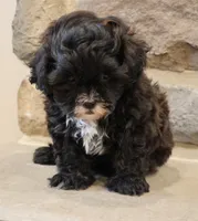 Sam, a male Shihpoo for sale in Lebanon, PA – 3 of 8